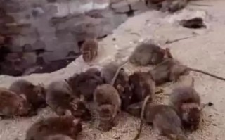 唐山大地震怪异事件，唐山大地震怪异事件视频