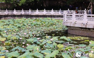 池塘亮底(打一字)，池塘亮底打一字是什么字